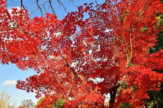 2019-11-16 B-Resized 秩父ミューズパーク‥ (13).jpg