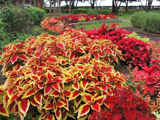 2020-10-11 Resized 吹上のパノラマ公園‥ (5).jpg