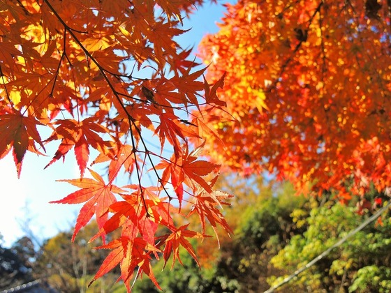 2020-12-06 Resized 法正寺‥ (12).jpg