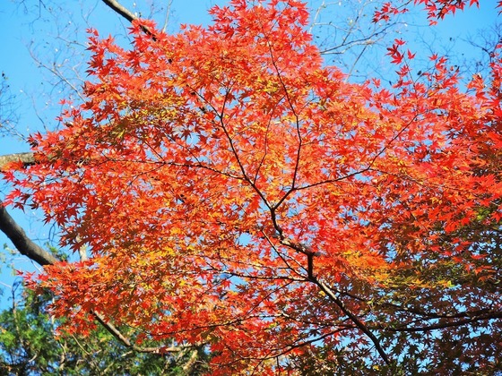 2020-12-06 Resized 法正寺‥ (1).jpg