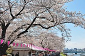 Resized 隅田川桜まつり‥ (11).jpg