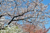 Resized 隅田川桜まつり‥ (12).jpg