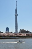 Resized 隅田川桜まつり‥ (1).jpg