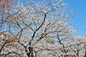 Resized 隅田川桜まつり‥ (13).jpg