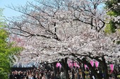 Resized 隅田川桜まつり‥ (15).jpg