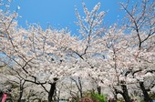 Resized 隅田川桜まつり‥ (16).jpg