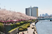 Resized 隅田川桜まつり‥ (19).jpg
