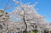 Resized 隅田川桜まつり‥ (4).jpg