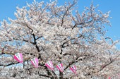 Resized 隅田川桜まつり‥ (5).jpg