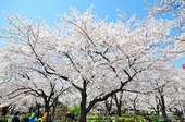 Resized 隅田川桜まつり‥ (7).jpg
