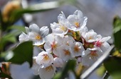 Resized 隅田川桜まつり‥ (8).jpg