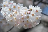 Resized 隅田川桜まつり‥ (9).jpg